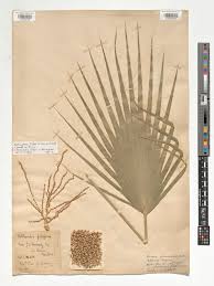 Image result for Wiesneria filifolia