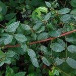 Image result for Cremaspora