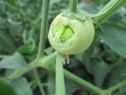 How to stop tomato hornworms from damaging your …? Hornworms Purdue University Vegetable Crops Hotline