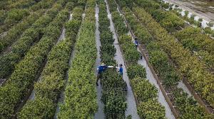 For those who like to crush a little kush stem, seeds and shit. See Maryland S First Legal Outdoor Marijuana Farm From The Air