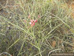 Image result for Cadaba