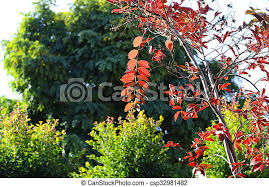 How to grow crepe myrtle trees. Red Autumn Fall Leaves Of A Young Crepe Myrtle Lagerstroemia Indica Tree Against Green Shrubs And Trees For Arbor Day Canstock