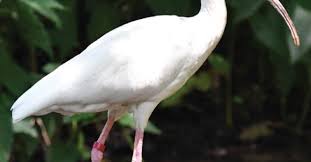 Image result for Ibis White 2017 Q1