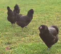 They free range from early morning till they retire themselves to hen house in the evening on our 10 ac property. Black Ameraucana Chicks For Sale Chickens For Backyards