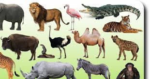 Little brains can't get enough of these cute alphabet animals that start with the letter c. What Animals Are The Best At Animals Wild Big Animals Animals