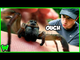 Image result for wolf spider bite skin