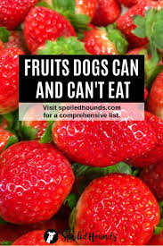 Fruits Dogs Can Eat And Fruit Harmful To Dogs Spoiled Hounds Fruit Dogs Can Eat Can Dogs Eat Strawberries Can Dogs Eat Watermelon