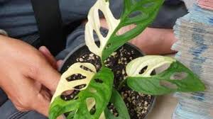 Di negara lain, bunga hias satu ini lebih dikenal dengan nama latin anthurium. Mengenal Janda Bolong Tanaman Hias Yang Bernilai Ratusan Juta Rupiah Tribunmanado Wiki