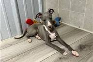 Top 21 Italian Greyhound Puppies for Sale in St Louis | Pawrade.com