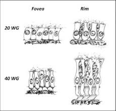 7 Foveal Development And Photoreceptor Development Ento Key