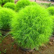 Pin On Plant Projects