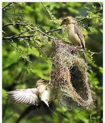 Birds Lyrics Imagine Dragons Meaning The Following Picture Shows The Importance Of Cooperation As You Can See Two Birds Are Build And Setting Their Own Nest To Liv Beautiful Birds Bird Nest Bird