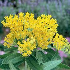 Asclepias Hello Yellow Asclepias Long Blooming Perennials Shade Perennials