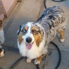 Miniature australian shepherds 2025.77 miles. About Larry Kim Ranch Aussies Australian Shepherd Breeder In Southern California
