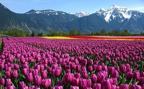 Tulip Garden Wallpapers Hd Wallpapers Laptop Wallpapers Tulips Garden Tulips Flowers Flower Field