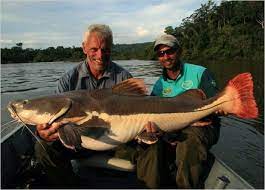 Red Tail Catfish Amazon River Monsters Angeln Fische Fluss