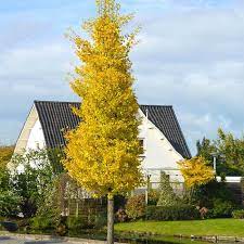 Check spelling or type a new query. Princeton Sentry Columnar Ginkgo Trees For Sale Fastgrowingtrees Com