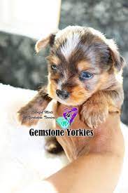 Pin On Merle Yorkshire Terrier Puppies Adoption For Sale
