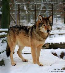 Proud Timberwolf Wolf Spirit Animal Timber Wolf Wolf Photos