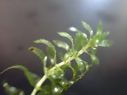 Image result for Hydrilla
