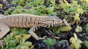 Image result for Microlophus peruvianus