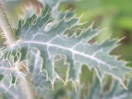 Image result for Argemone