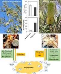 Image result for Huaceae