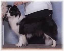 Don't miss what's happening in your neighborhood. Wilsong Border Collies Show Quality Border Collie Puppies For Sale