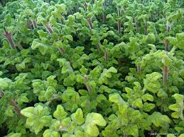 Image result for foto moud Forsterův