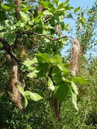 Image result for Faurea racemosa