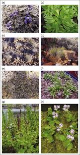 Image result for Xerophyta zambiana