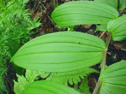 Image result for Streptopetalum