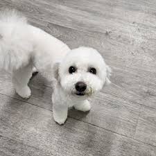 Furry Fanny's Pet Grooming...