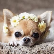 cheeky doxies crotchface frenchie side eyes your top pup pics of the week chihuahua welpen chihuahua susse tiere