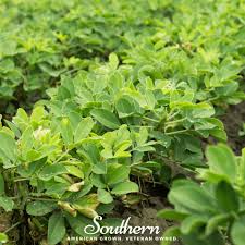 Image result for Arachis hypogaea