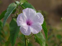 Image result for Ipomoea carnea