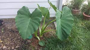 Maybe you would like to learn more about one of these? Mammoth Elephant Ear