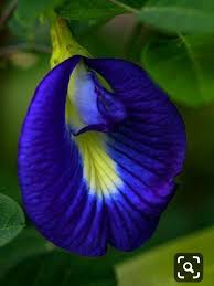 Pin Di Su Fiori Fiori Rari Fiori Colorati Bellissimi Fiori