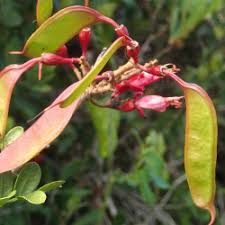 Image result for Schotia afra