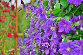 In order to make shopping for your garden easier, we have gathered all of the perennials we offer for hardiness zone 8 here. Zone 7 Climbing Vines Choosing Hardy Vines For Zone 7 Climates