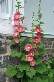 These stately towers of flowers bloom for a long time in summer in a wide variety of colors. Hollyhocks Hollyhocks Flowers Beautiful Flowers Flower Garden