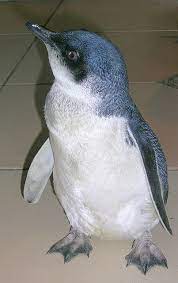Little Blue Penguin Penguins Pet Birds Animals Beautiful