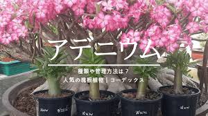 砂漠の薔薇 アデニウムとは 特徴と種類