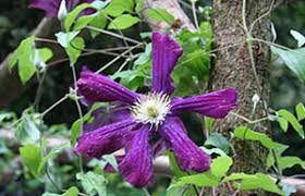 Its foliage is also strong, which makes it a very full, bushy plant for growing in a. Bbc Gardening Gardening Guides Techniques Taking Clematis Cuttings