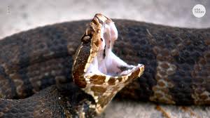 The rest don't want to do anything but eat rodents and similar prey—they certainly don't want anything to do with people. Fact Check Swimming Method An Unreliable Indicator Of Venomous Snakes