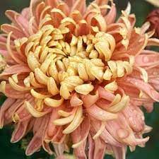Homecoming Chrysanthemum Growing Chrysanthemum Mums Flowers
