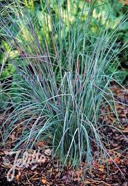 Image result for Enneapogon scoparius