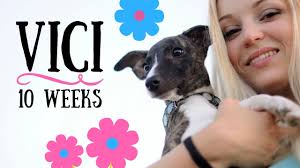 Cats have a similar type system to determine their age based on growth and behavior, varying slightly differently from dogs. Vici 10 Weeks Old Whippet Puppy Youtube