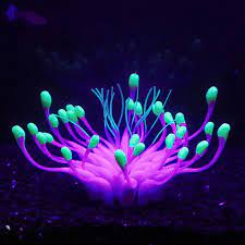 Maybe you would like to learn more about one of these? Buy Bluecoco Purple Green Equinox Flower Corals Soft Silica Gel Moves Naturally With Water Flow Aquarium Decorations Glow In The Dark Glowing Coral Ornaments For Fish Tank Decorations Online In Germany B08k36y365