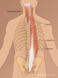 Anatomy And Physiology Extensor Muscles Medical Art